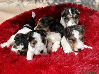 Fox Terrier de Pelo Duro perros Bebés Foxterrier Machos - Anuncio 2