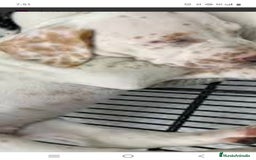 Dálmata perros en venta: Dalmata color limón  - Anuncio 1