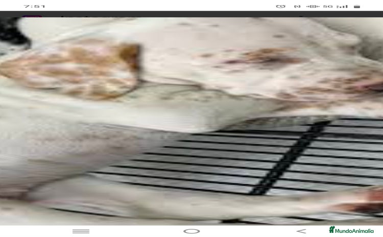 Dálmata perros Dalmata color limón  - Anuncio 1