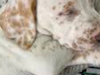 Dálmata perros Dalmata color limón - Anuncio 1