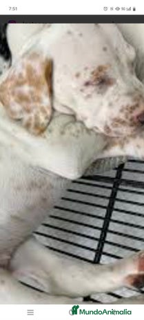 Dálmata perros Dalmata color limón - Anuncio 1