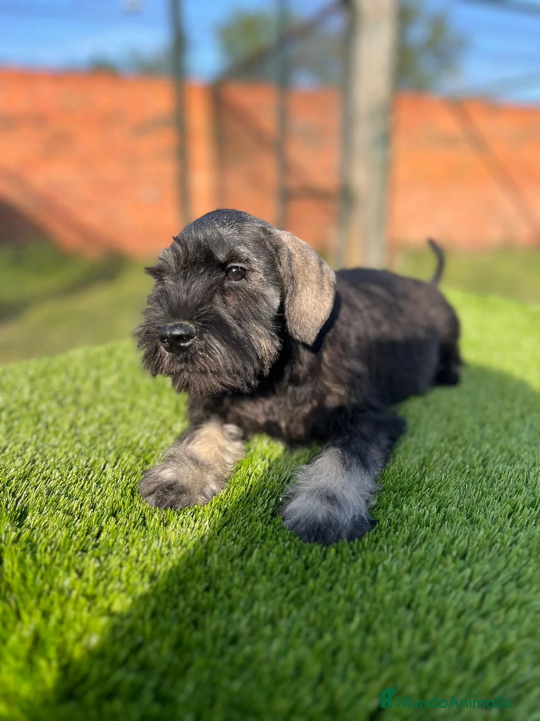 Schnauzer Miniatura perros en venta: Schnauzer miniatura  - Anuncio 3