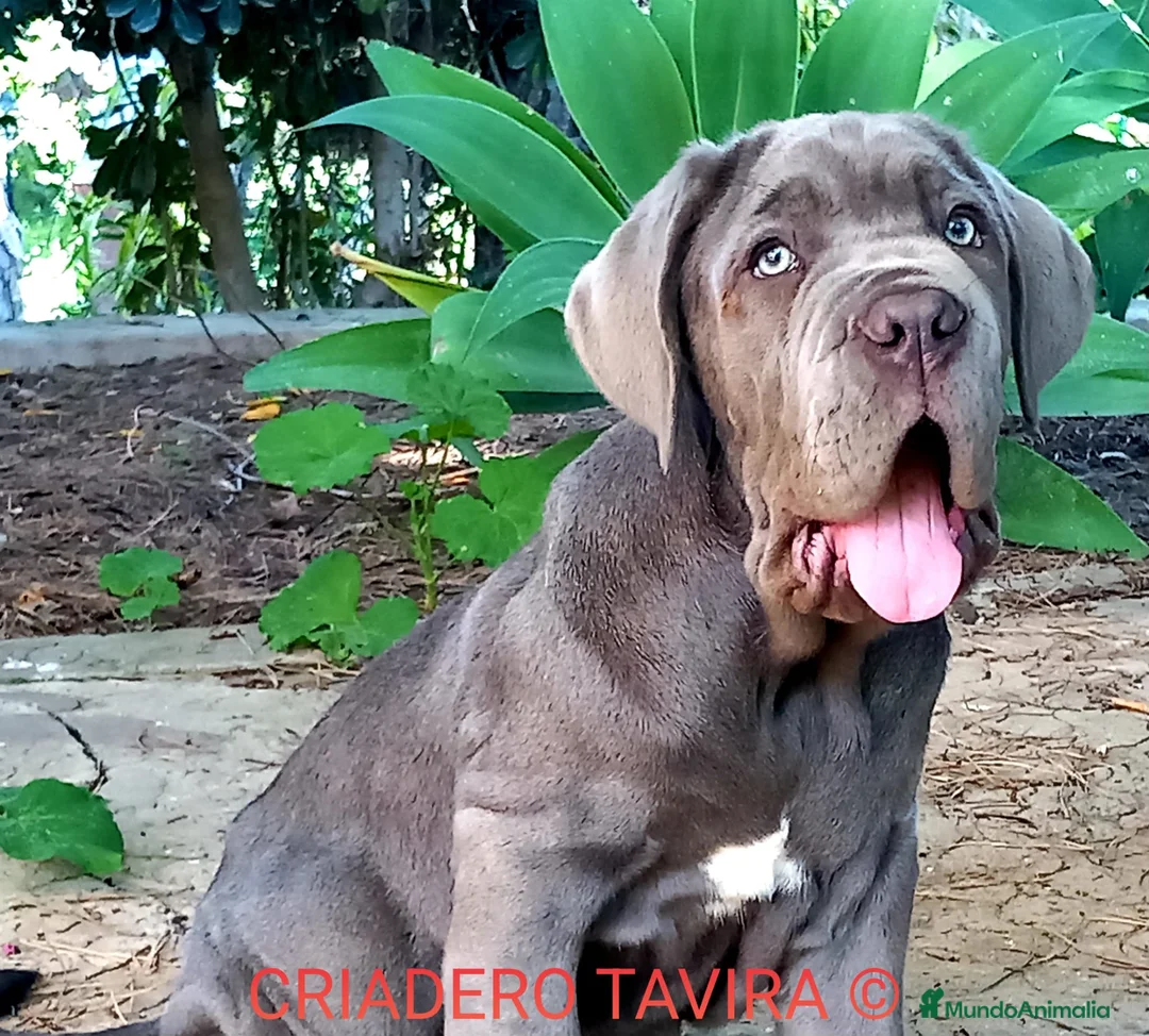 Cane Corso perros en venta: Dogo Mastin Napolitano Cachorro Blue. - Anuncio 2