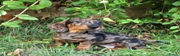 Teckel perros en venta: cachorro teckel arlequin - Anuncio 5
