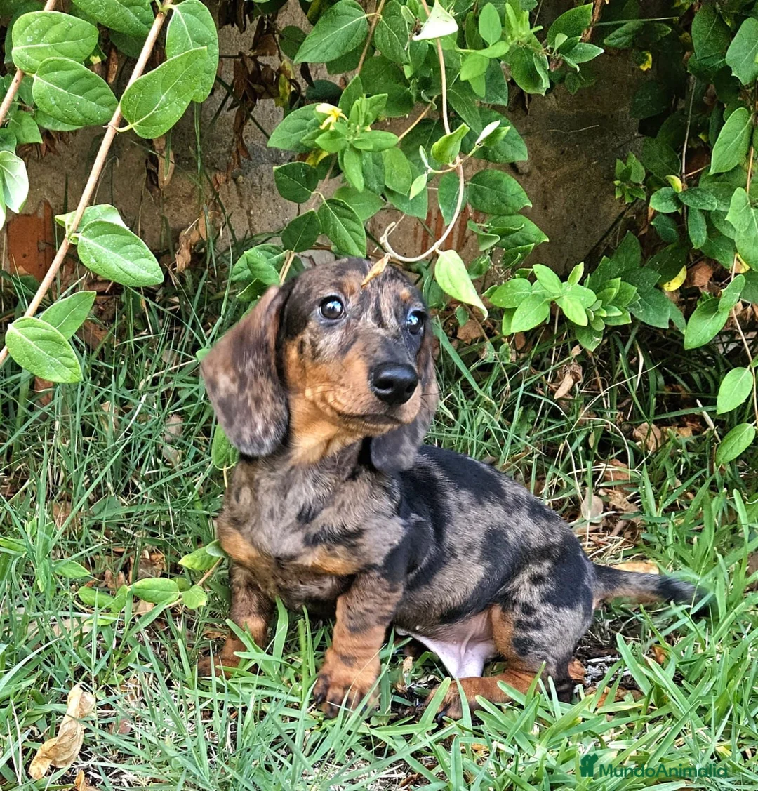 Teckel perros en venta: cachorro teckel arlequin - Anuncio 5