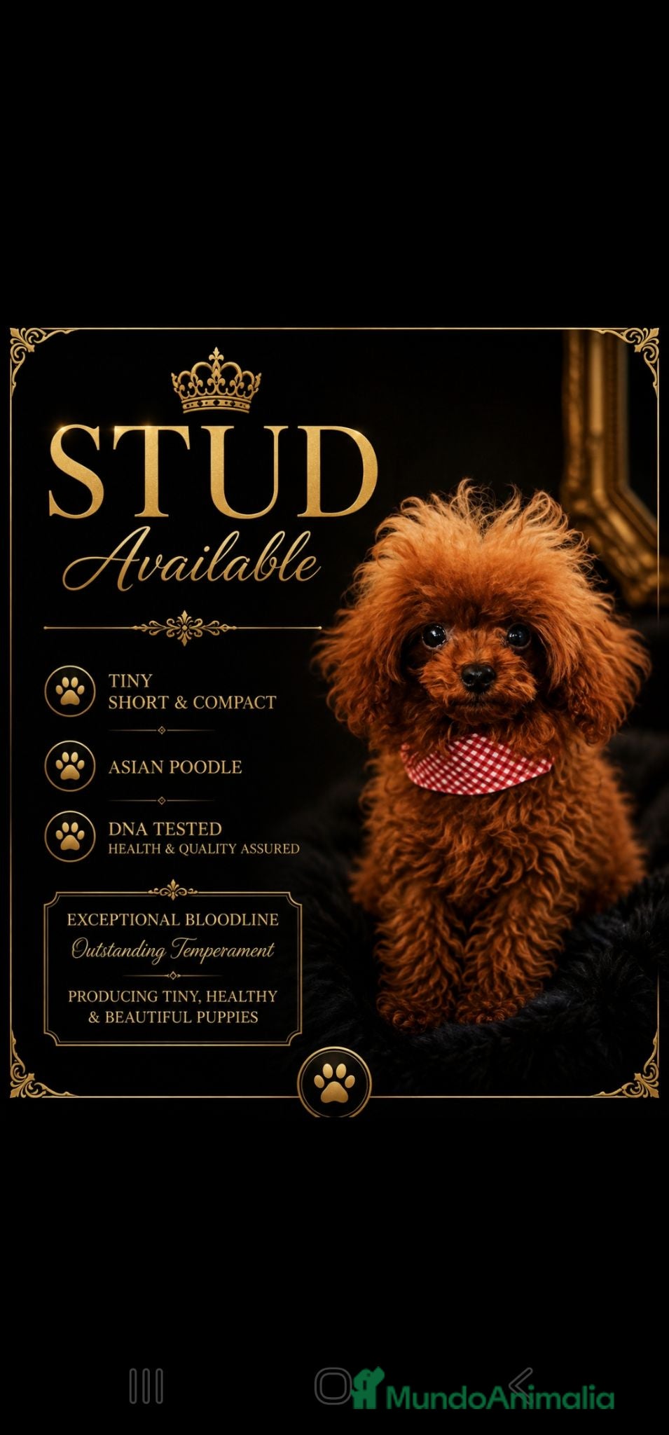 Caniche Toy perros CANICHE IMPORTADO DE CHINA TEA CUP  - Anuncio 26