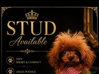 Caniche Toy perros CANICHE IMPORTADO DE CHINA TEA CUP - Anuncio 26