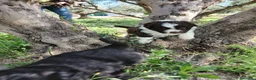 Otras razas perros en venta: AUSTRALIAN WATER DOG - Anuncio 5