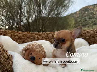 Chihuahua perros CHIHUAHUA TOY - Anuncio 2