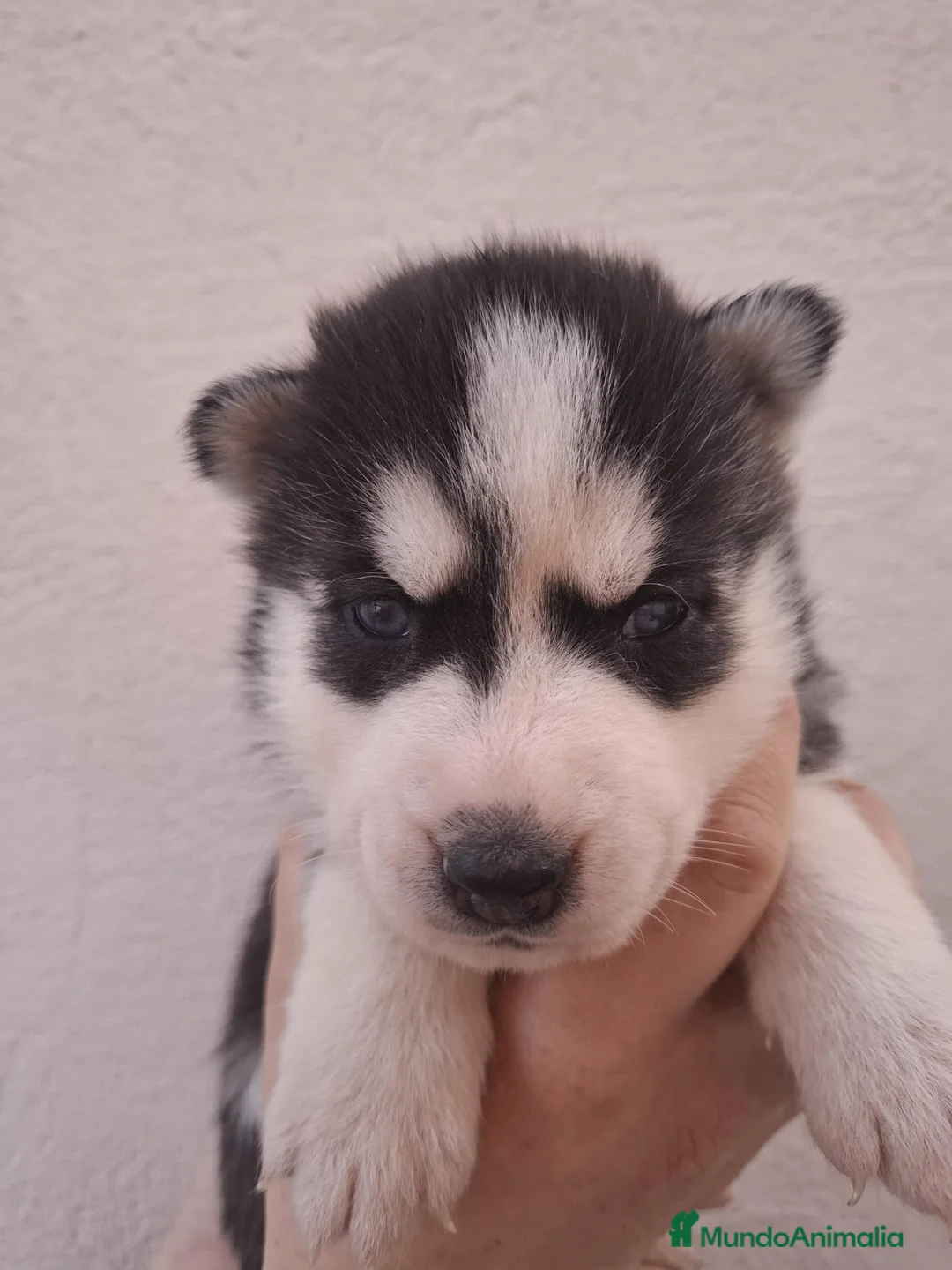 Husky Siberiano perros en venta: Huski siberiano - Anuncio 2