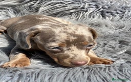 Teckel Miniatura perros en venta: Teckel miniatura  - Imagen 5