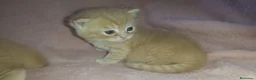 Británico de Pelo Corto gatos en venta: OFERTA POR TIEMPO LIMITADO. 2 gatitos britanicos - Anuncio 7