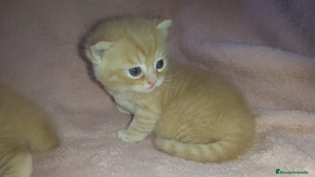 Británico de Pelo Corto gatos en venta: OFERTA POR TIEMPO LIMITADO. 2 gatitos britanicos - Anuncio 7