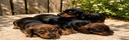 Teckel Miniatura perros en venta: TECKEL MINIATURA - Anuncio 1