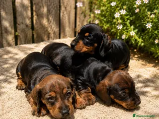 Teckel Miniatura perros TECKEL MINIATURA - Anuncio 1