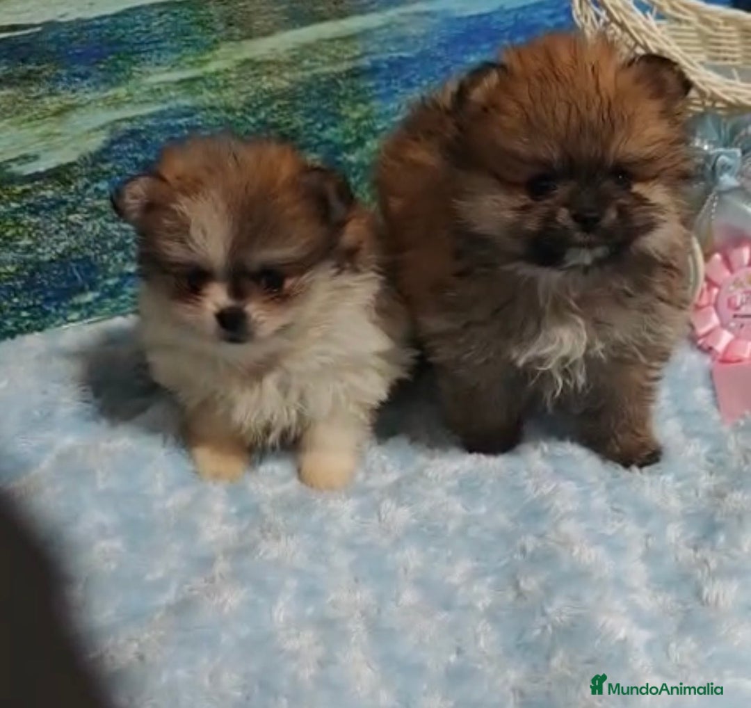 Pomerania perros en venta: POMERANIA - Anuncio 1