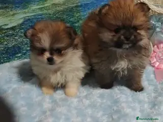 Pomerania perros POMERANIA - Anuncio 1