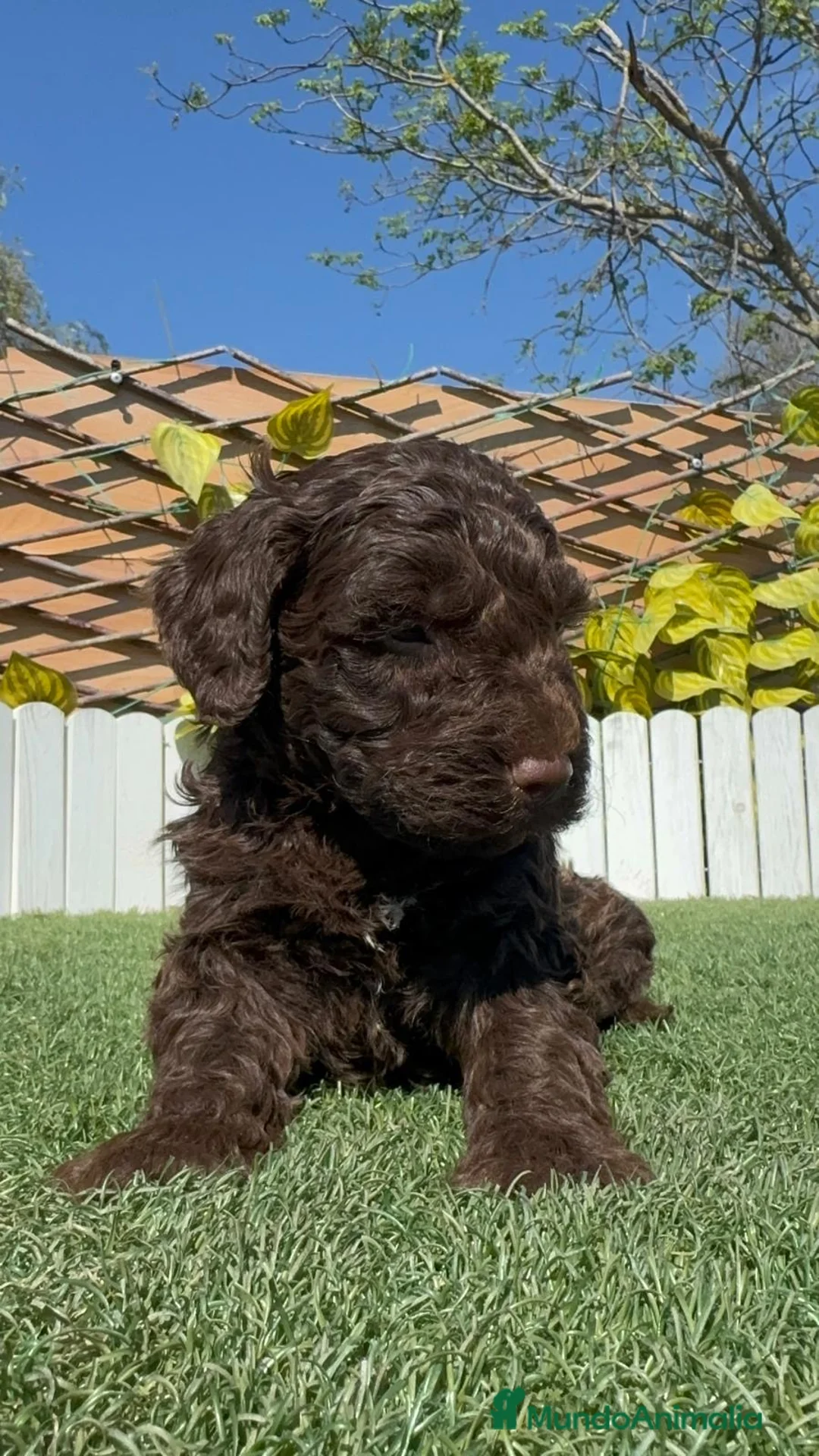 Perro de Agua Español perros en venta: PERRO DE AGUA  - Anuncio 2