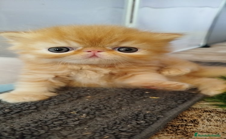 Persa gatos - Propaganda 5