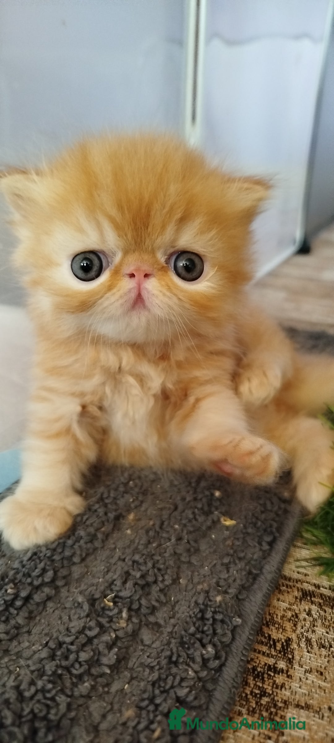 Persa gatos en venta: Gatito Persa Exotico Pura Raza - Imagen 1