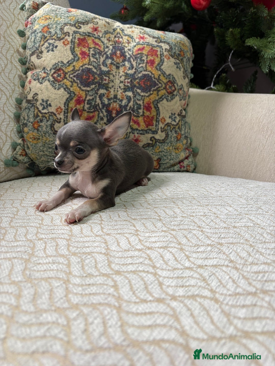 Chihuahua perros en venta: Chihuahua mini Toy hembra blue tri - Anuncio 8