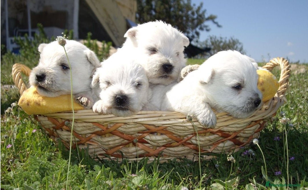 Bichón Maltés perros en venta: Preciosa camada de Bichon maltes - Imagen 2