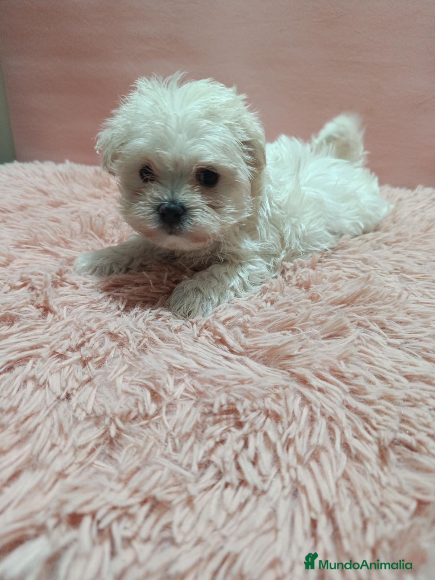 Bichón Maltés perros Camada de bichón maltes toy - Anuncio 1