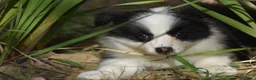 Border Collie perros en venta: Cachorros de Border Collie disponibles - Anuncio 8