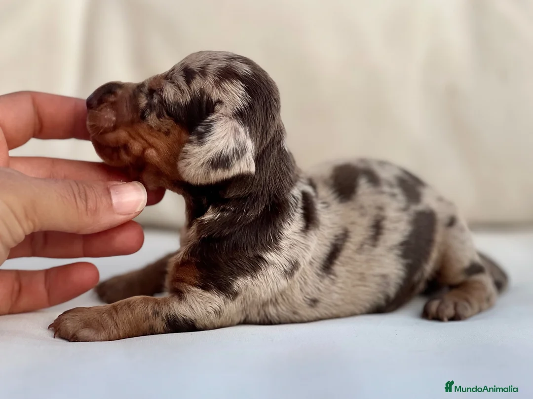 Teckel Miniatura perros en venta: PRECIOSA HEMBRITA DE TECKEL ARLEQUÍN CHOCOLATE - Anuncio 4