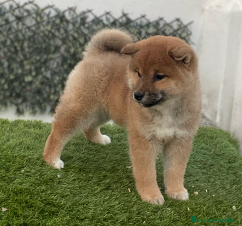 Shiba Inu perros CRIADERO  SELECCION SHIBA INU, CACHORROS - Anuncio 1