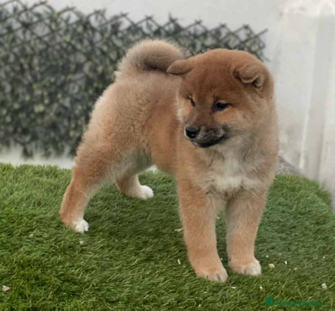 Shiba Inu perros en venta: CRIADERO  SELECCION SHIBA INU, CACHORROS - Anuncio 1