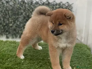Shiba Inu perros en venta: CRIADERO SELECCION SHIBA INU, CACHORROS - Anuncio 2