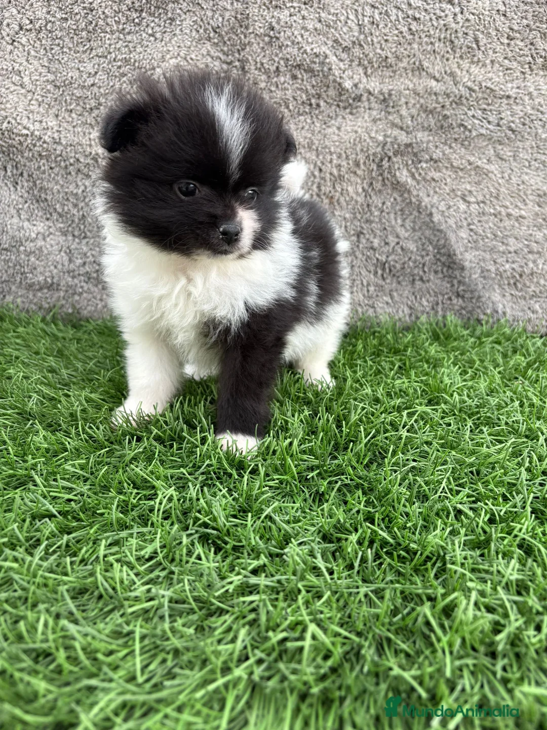 Pomerania perros en venta: Macho toy lulu de Pomerania Party negro blanco  - Anuncio 8