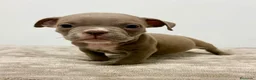 American Bully perros en venta: American bully - Anuncio 22