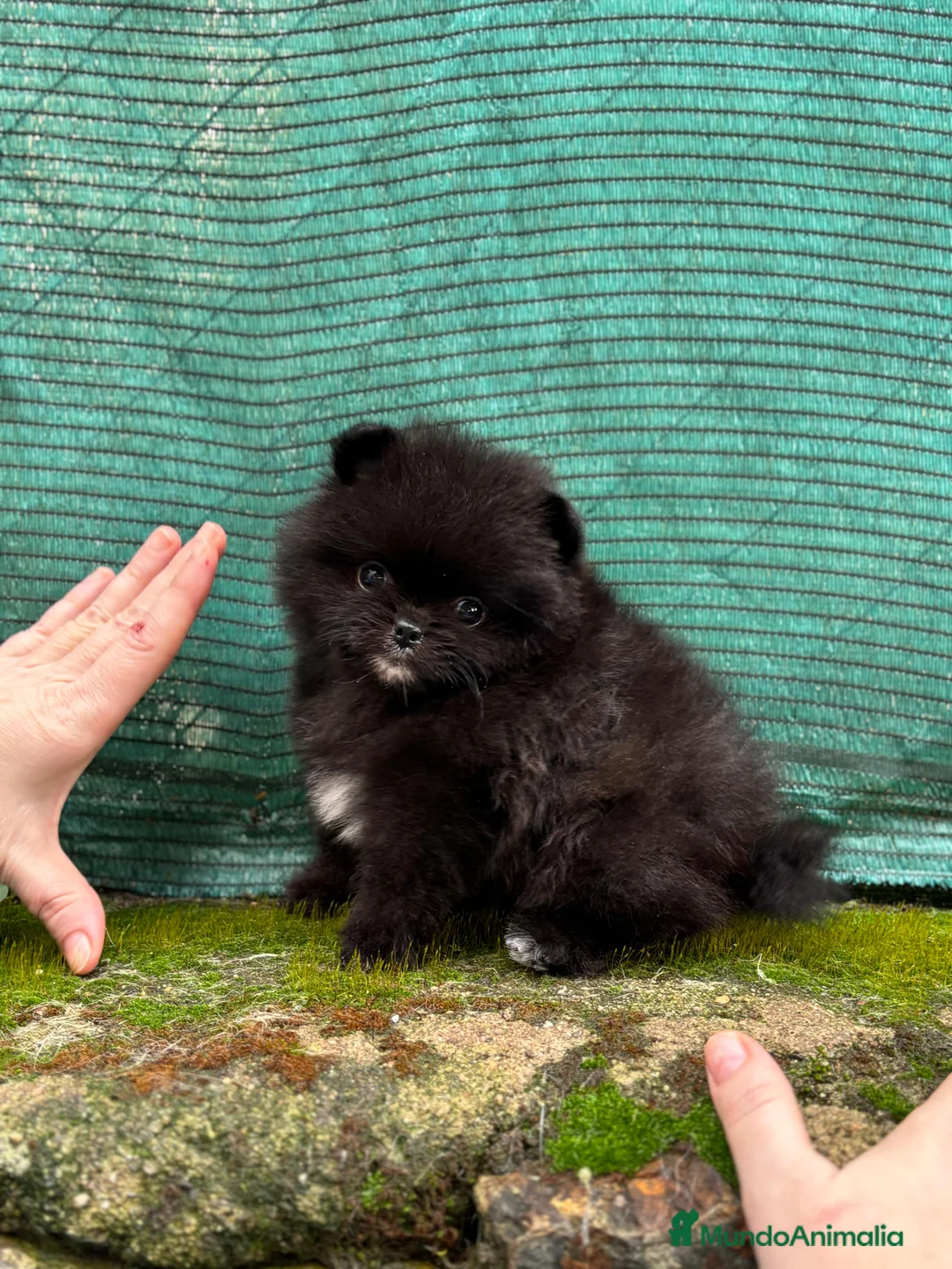 Pomerania perros en venta: Cachorros de línea coreana  - Anuncio 2