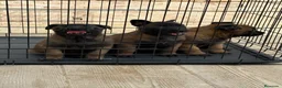 Pastor Belga Malinois perros en venta: Cachorros Malinois  - Anuncio 2