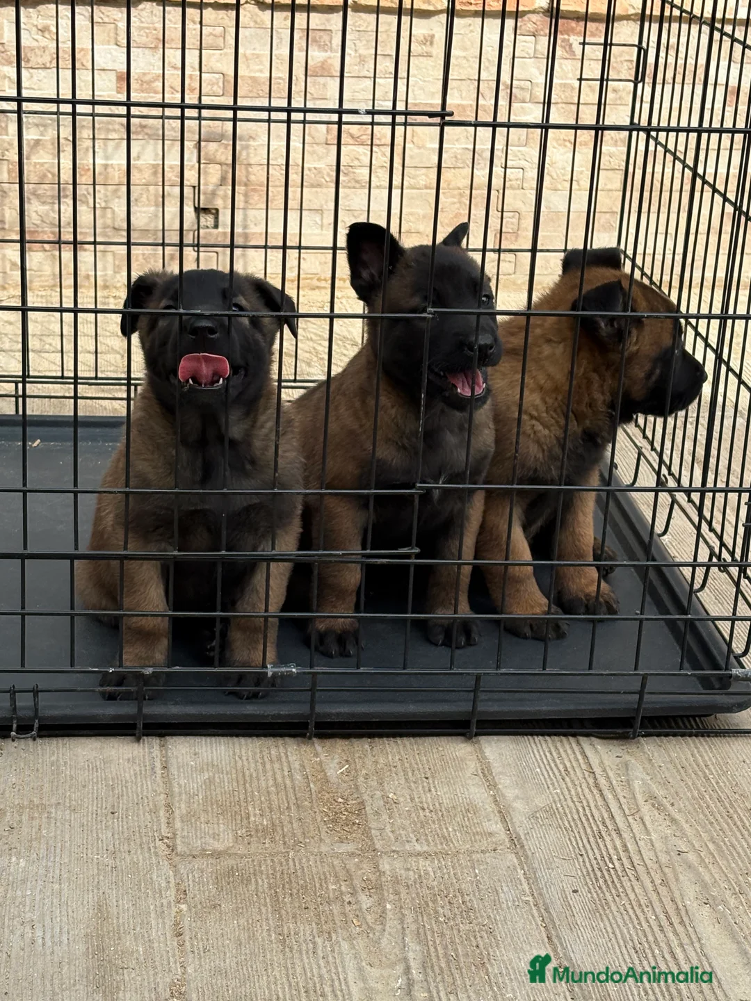 Pastor Belga Malinois perros en venta: Cachorros Malinois  - Anuncio 2