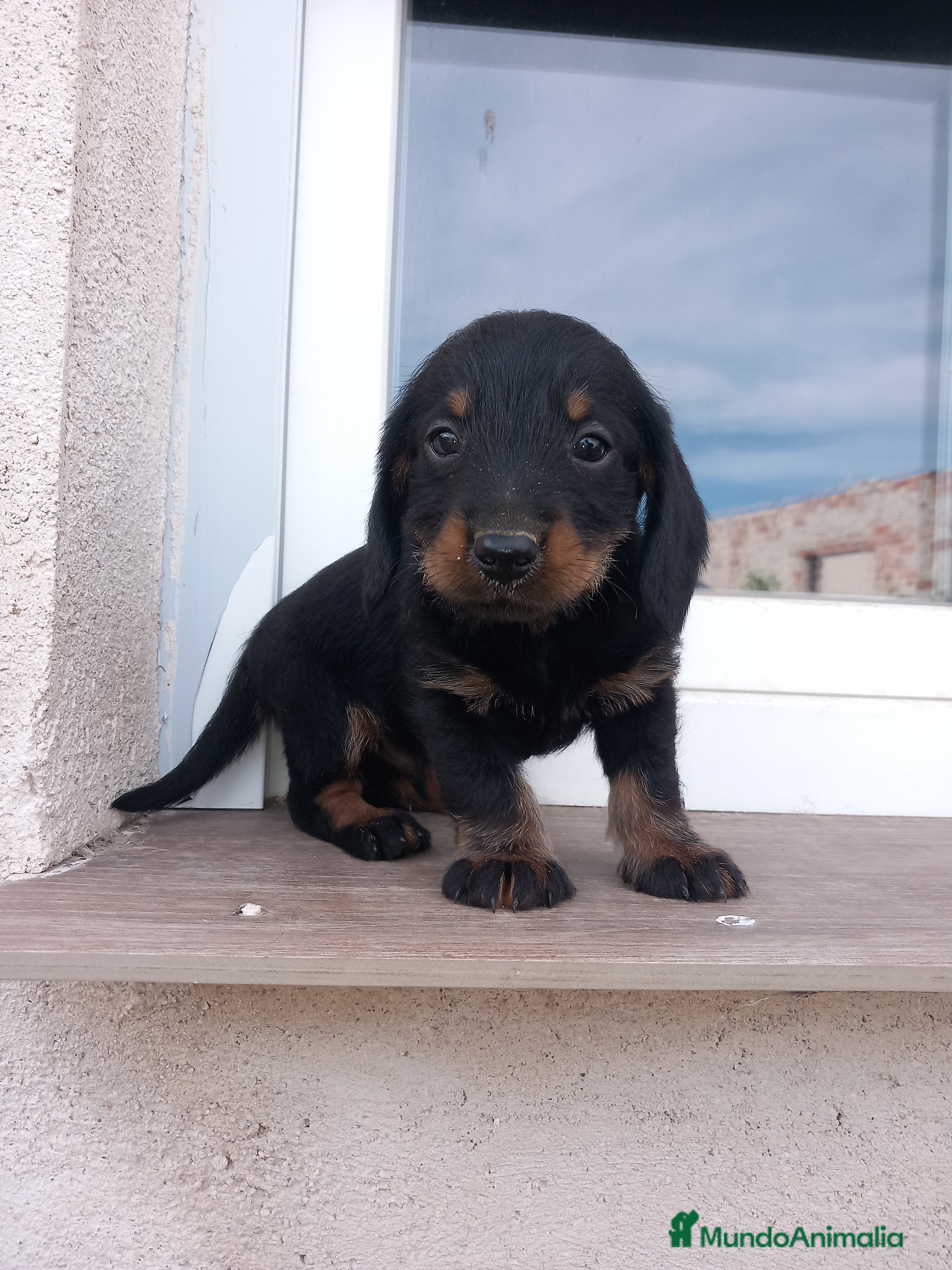 Teckel perros Teckel pelo largo ¡¡PRECIO REAL!! en Salamanca - Anuncio 9