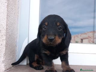 Teckel perros Teckel pelo largo ¡¡PRECIO REAL!! en Salamanca - Anuncio 18