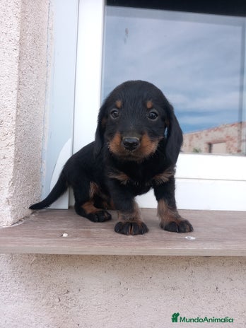 Teckel perros en Salamanca - Anuncio 14