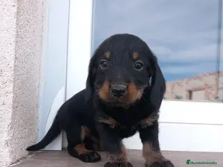 Teckel perros Teckel pelo largo ¡¡PRECIO REAL!! en Salamanca - Anuncio 27