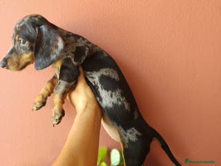 Teckel Miniatura perros Teckel miniatura - Anuncio 13