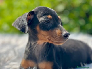 Pinscher Miniatura perros - Anuncio 13