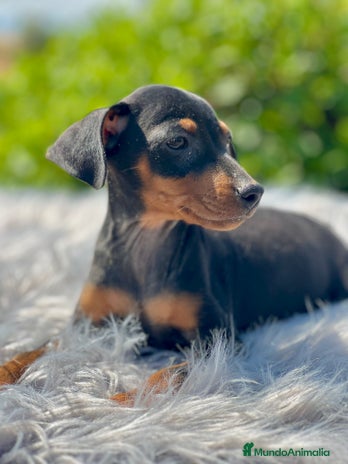 Pinscher Miniatura perros - Anuncio 13