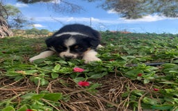 Pastor Australiano perros en venta: PASTOR AUSTRALIANO  - Imagen 9