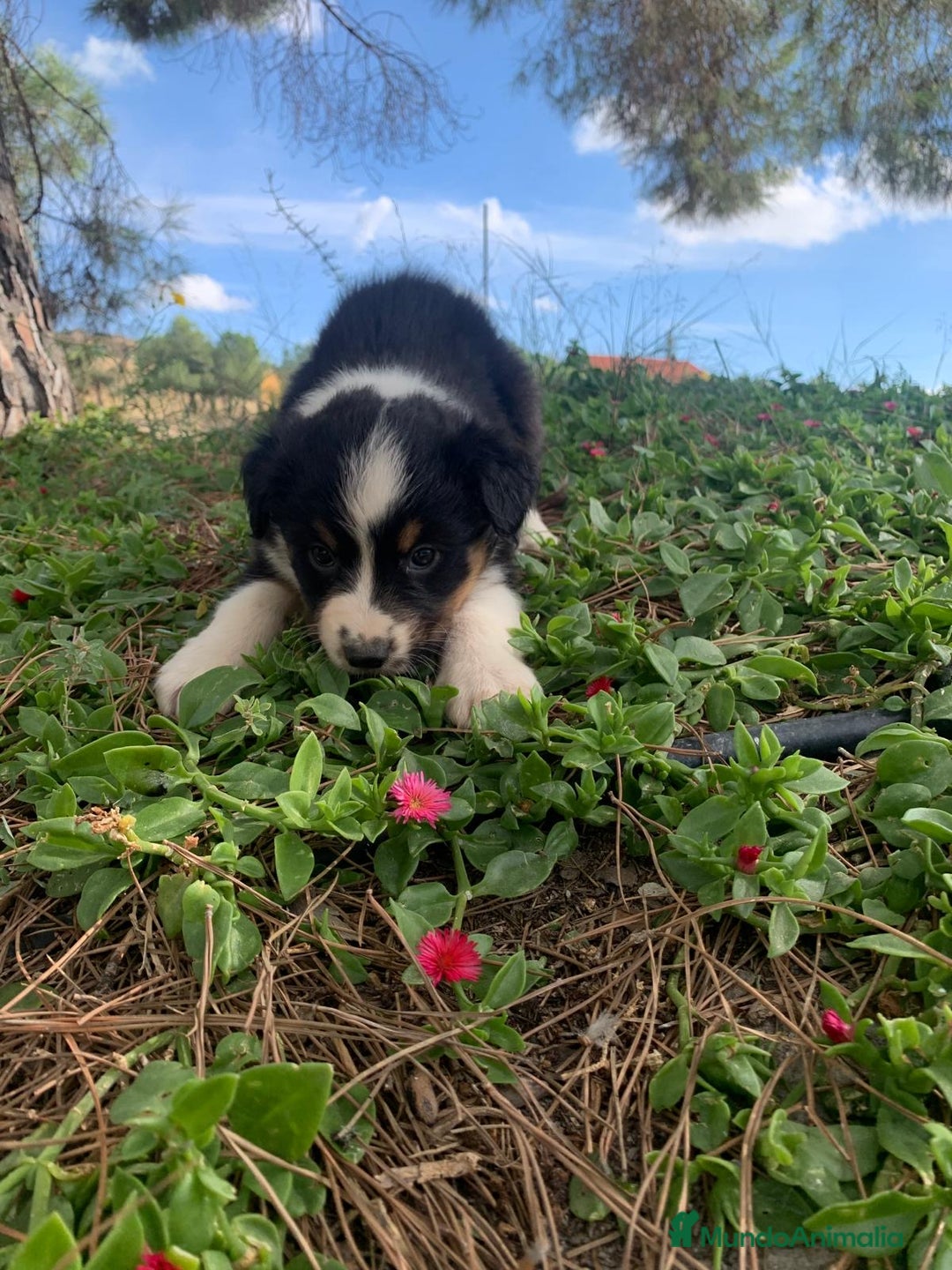 Pastor Australiano perros en venta: PASTOR AUSTRALIANO  - Imagen 9