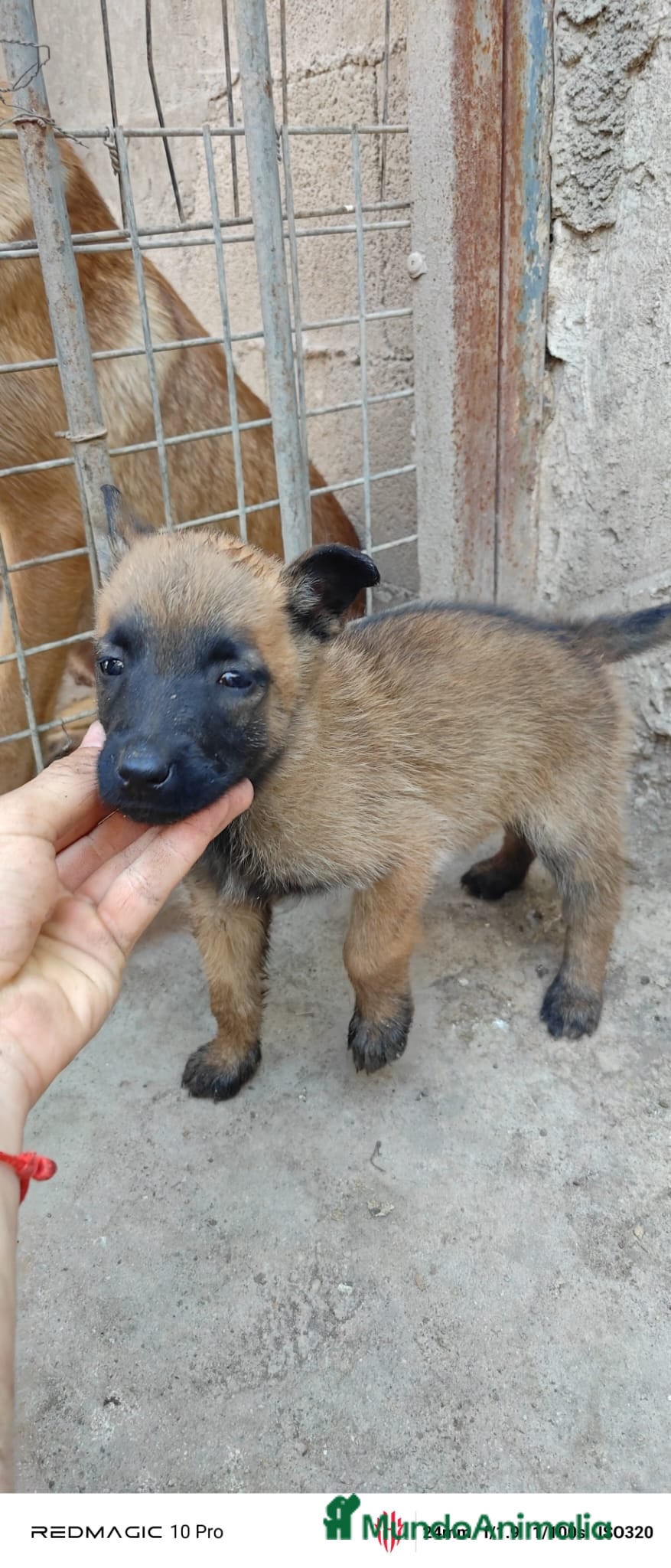 Pastor Belga Malinois perros Disponible Pastores belga malinois  - Anuncio 2