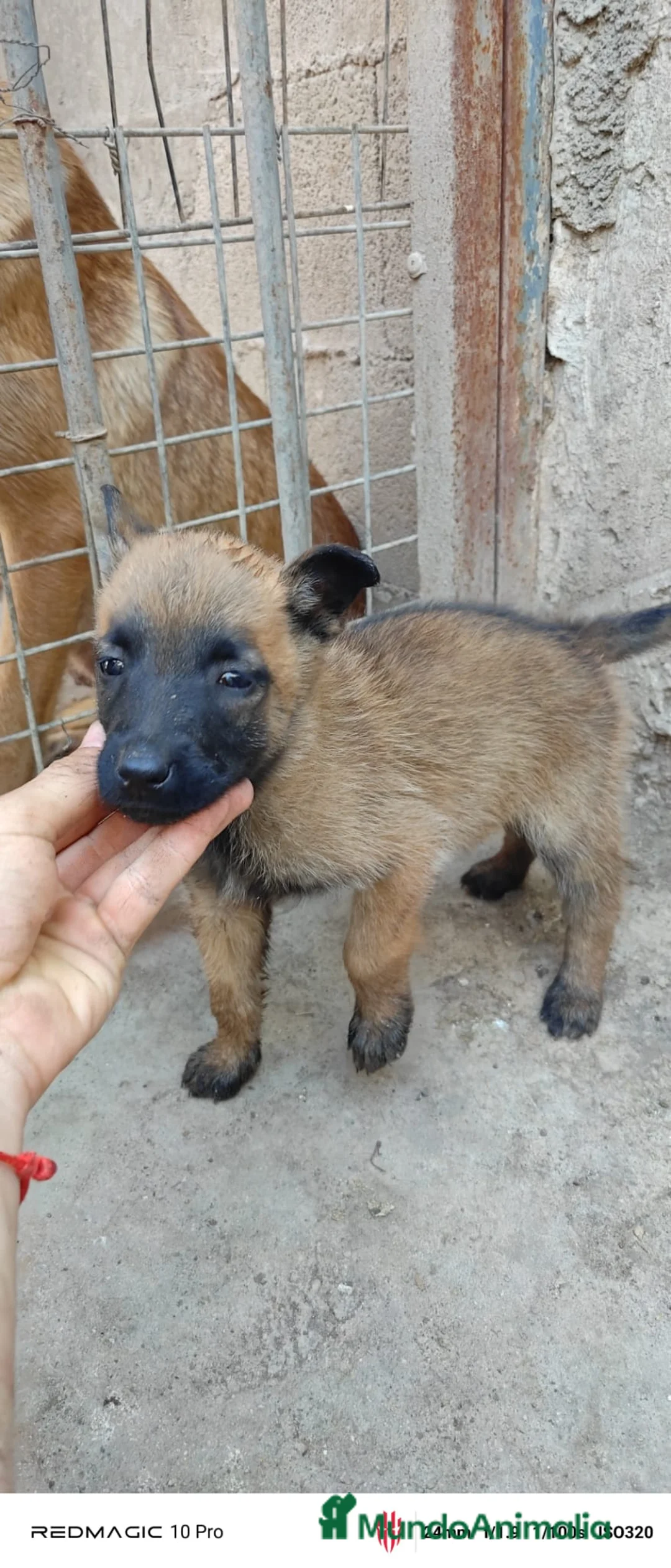 Pastor Belga Malinois perros en venta: Disponible Pastores belga malinois  - Anuncio 1