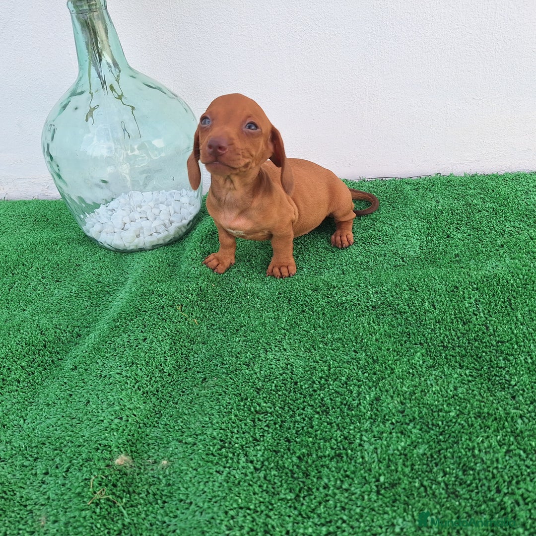 Teckel Miniatura perros en venta: TECKEL MINIATURA  - Imagen 1