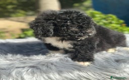Perro de Agua Español perros en venta: Perro de agua español  - Imagen 3